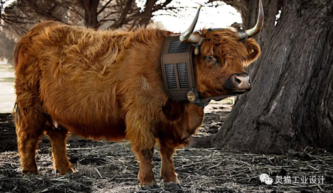 牦牛可穿戴式智能设备